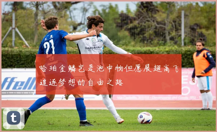 哈珀金鳞岂是池中物但愿展翅高飞追逐梦想的自由之路